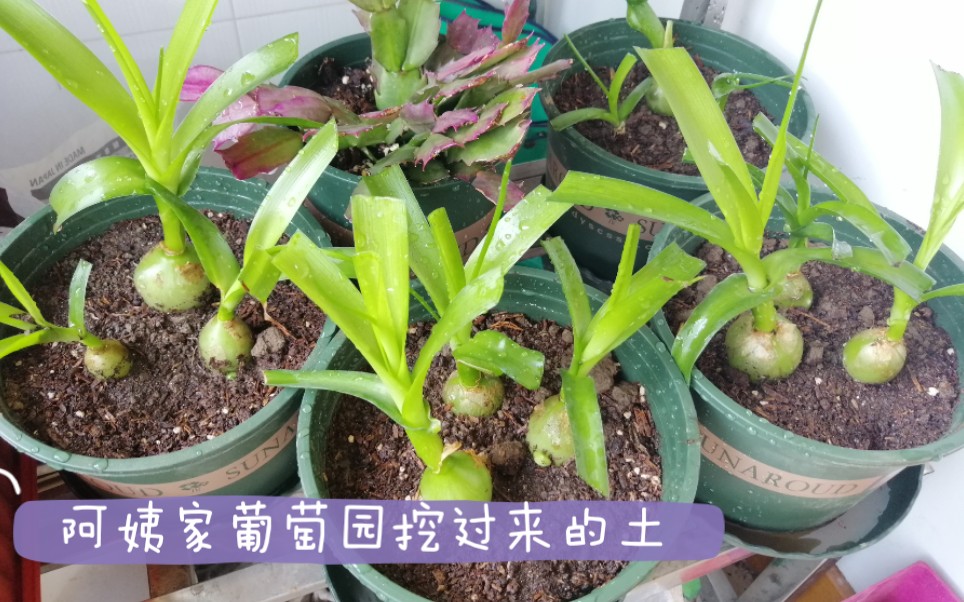 【阳台种花】育苗盒移栽,自己配土定植虎眼万年青.哔哩哔哩bilibili