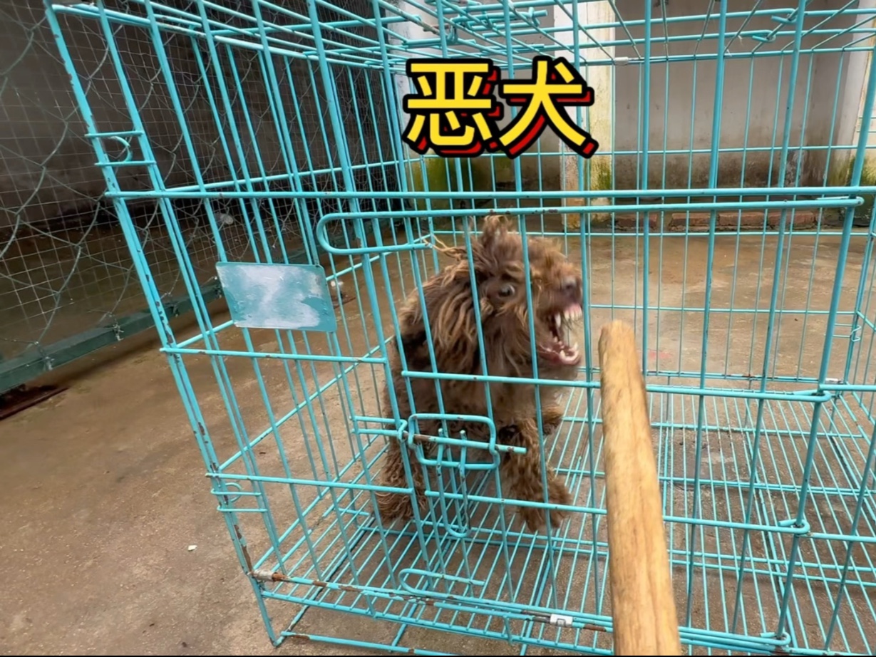 整治咬人的恶犬关键不是打骂而是建立正确的方式方法。