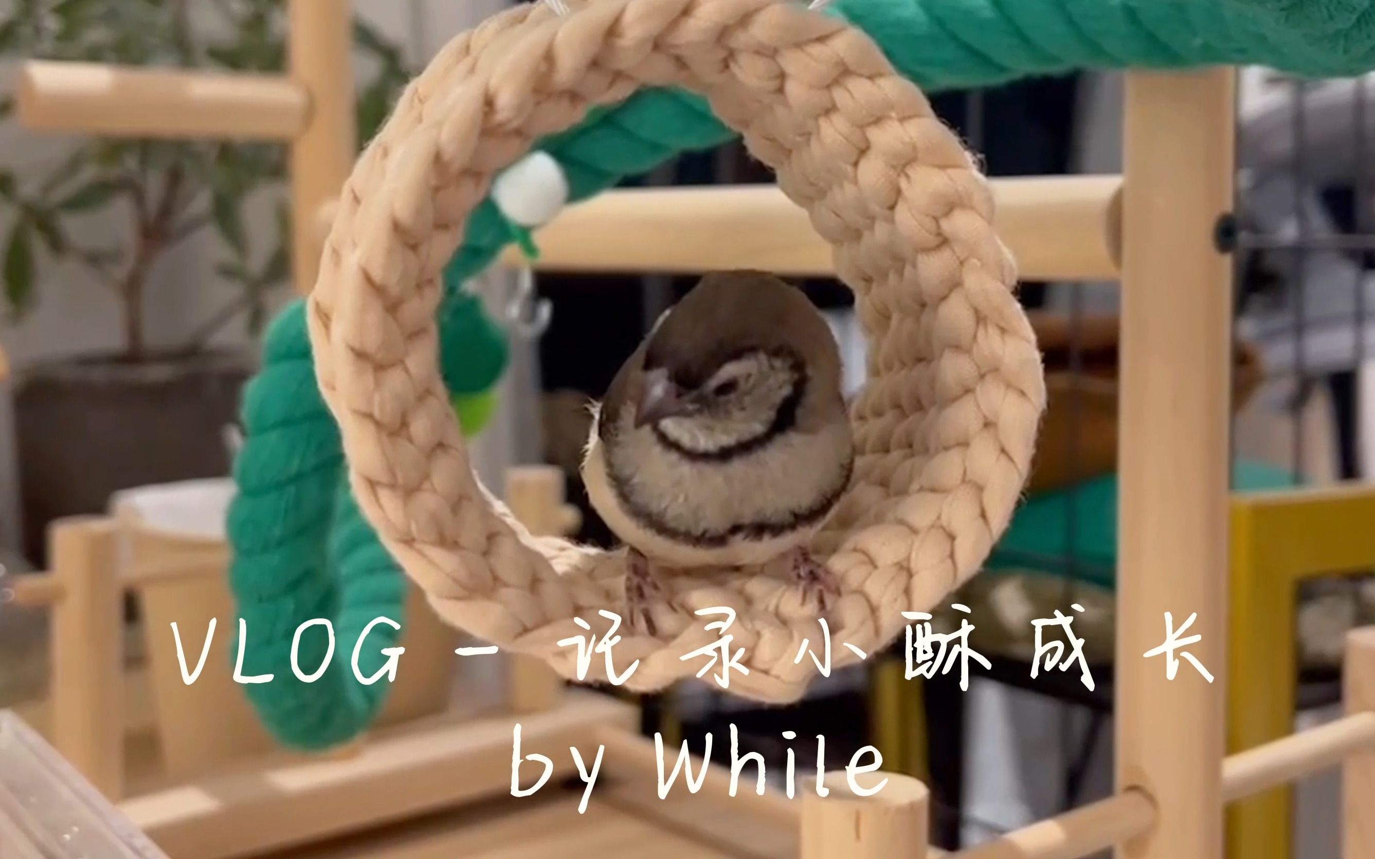 vlog 养鸟日记 | 鹿子雀 | 记录小酥的成长 (*2107╰╯`21)