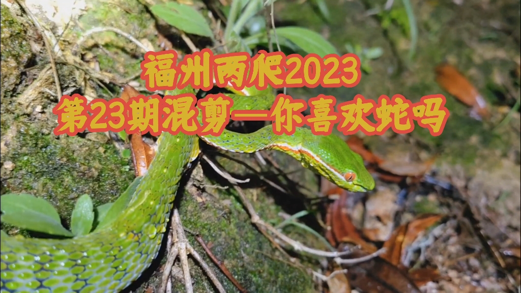 狂野周末福州版两爬2023部分蛇类混剪你喜欢蛇吗哔哩哔哩bilibili