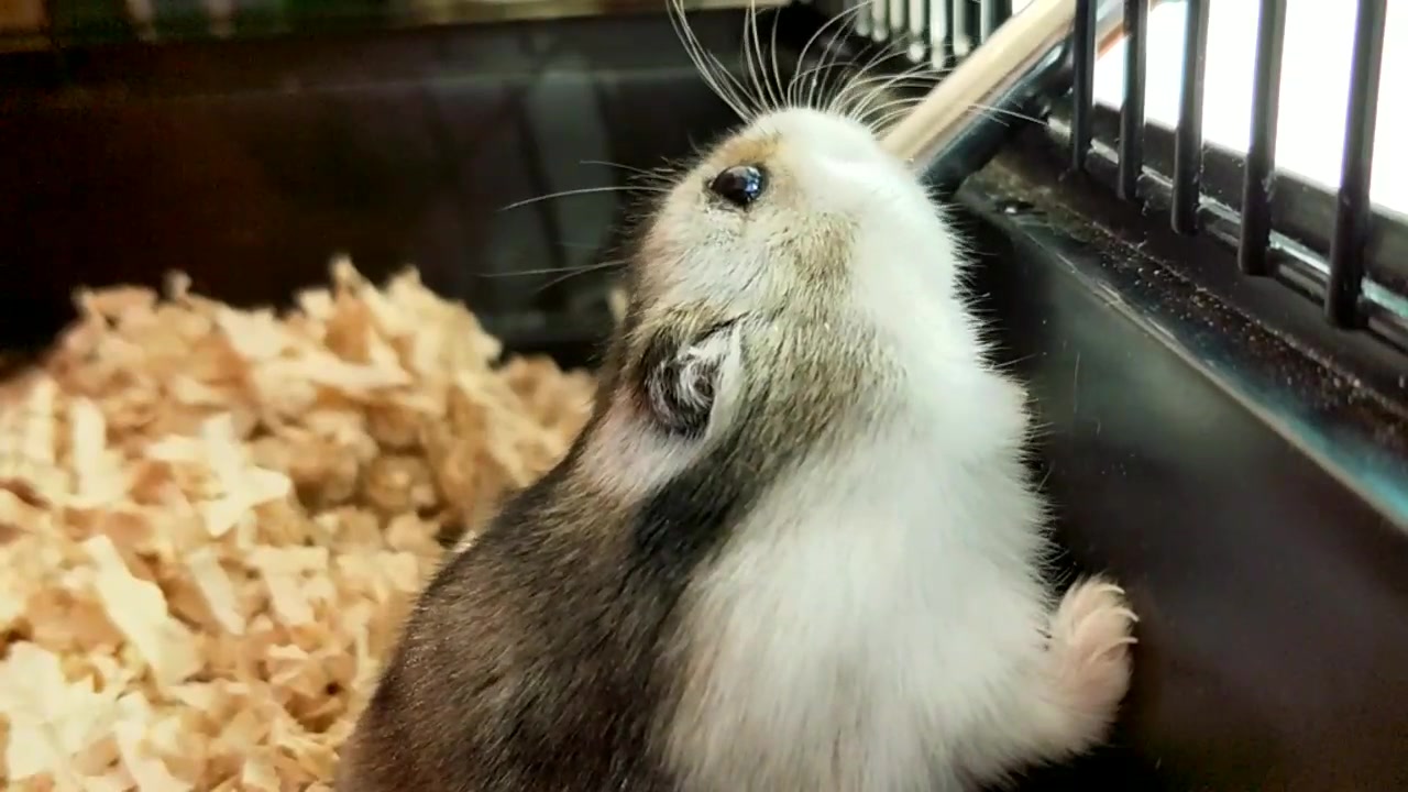 【仓鼠】喝水一分钟