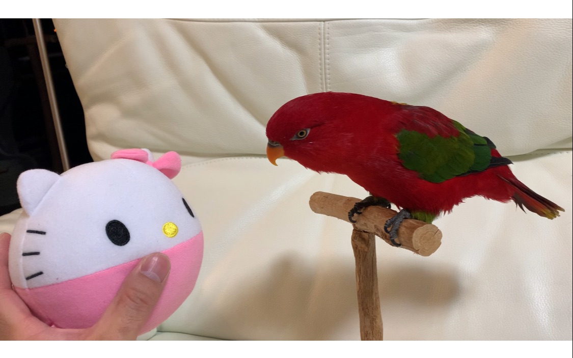 Red birb and Strangely bouncing Kitty哔哩哔哩bilibili