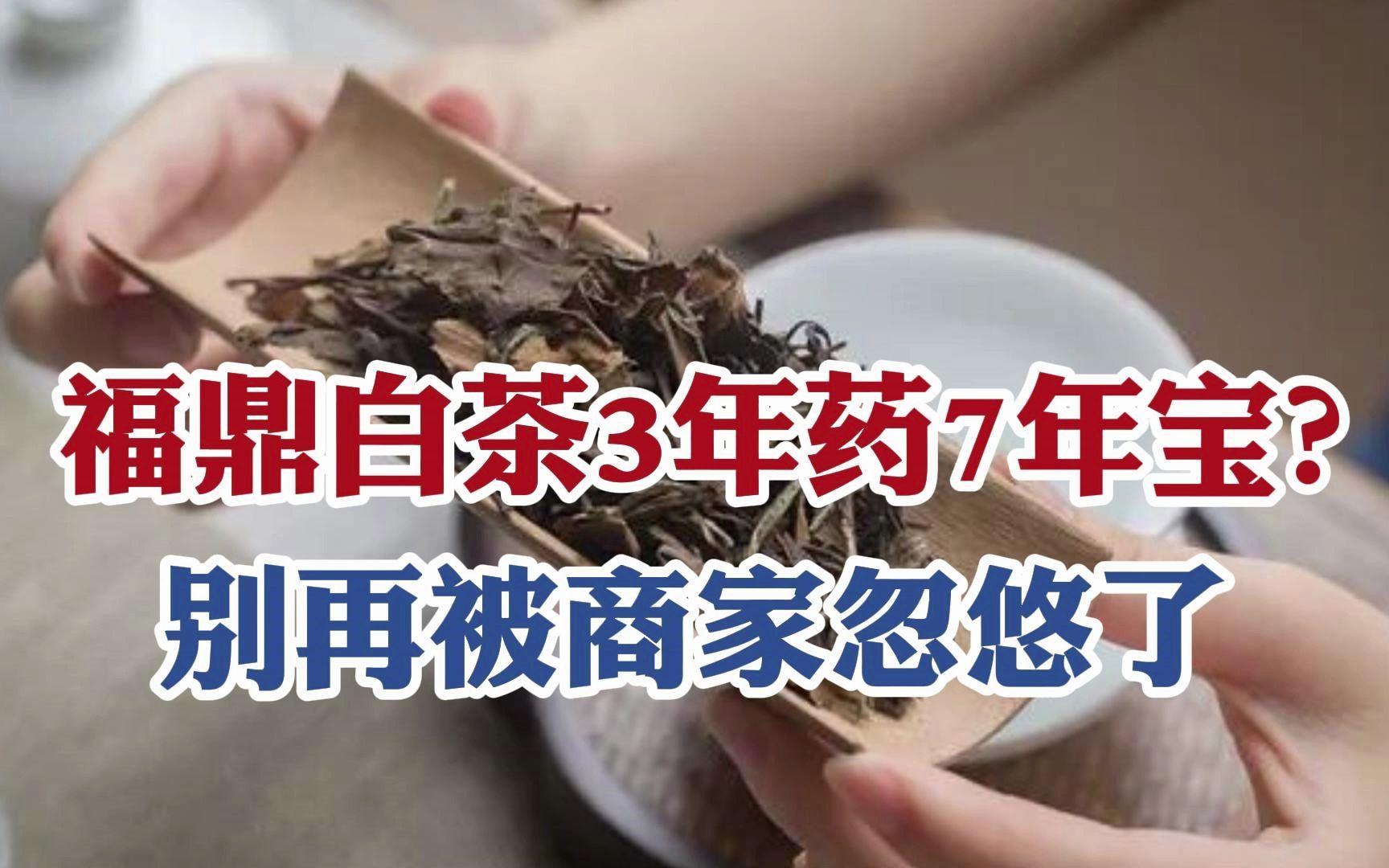 福鼎白茶3年变药7年变宝?别再被商家忽悠了,听听评茶师怎么说哔哩哔哩bilibili