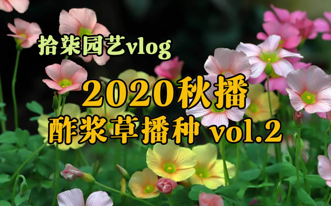 拾柒Vlog|2020秋播第四弹——酢浆草播种第二批哔哩哔哩bilibili