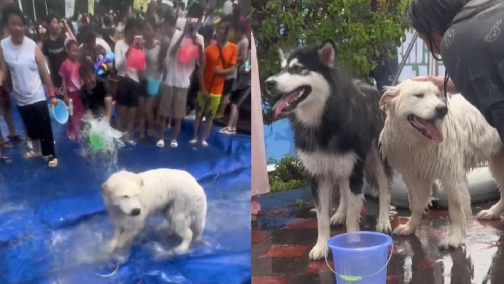 泼水节连狗路过都得淋两桶水!狗狗在人群中奔跑,一桶桶水劈头盖脸