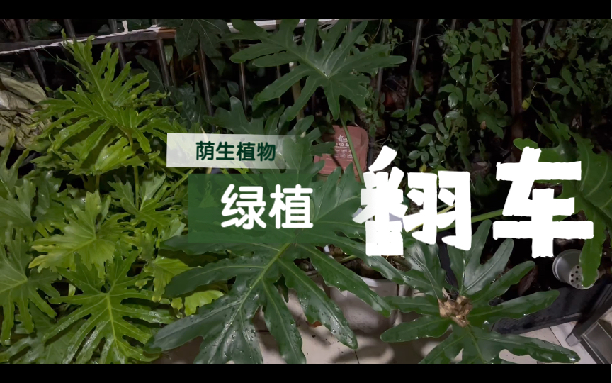 [图]翻车实录｜荫生植物和绿植丧命区