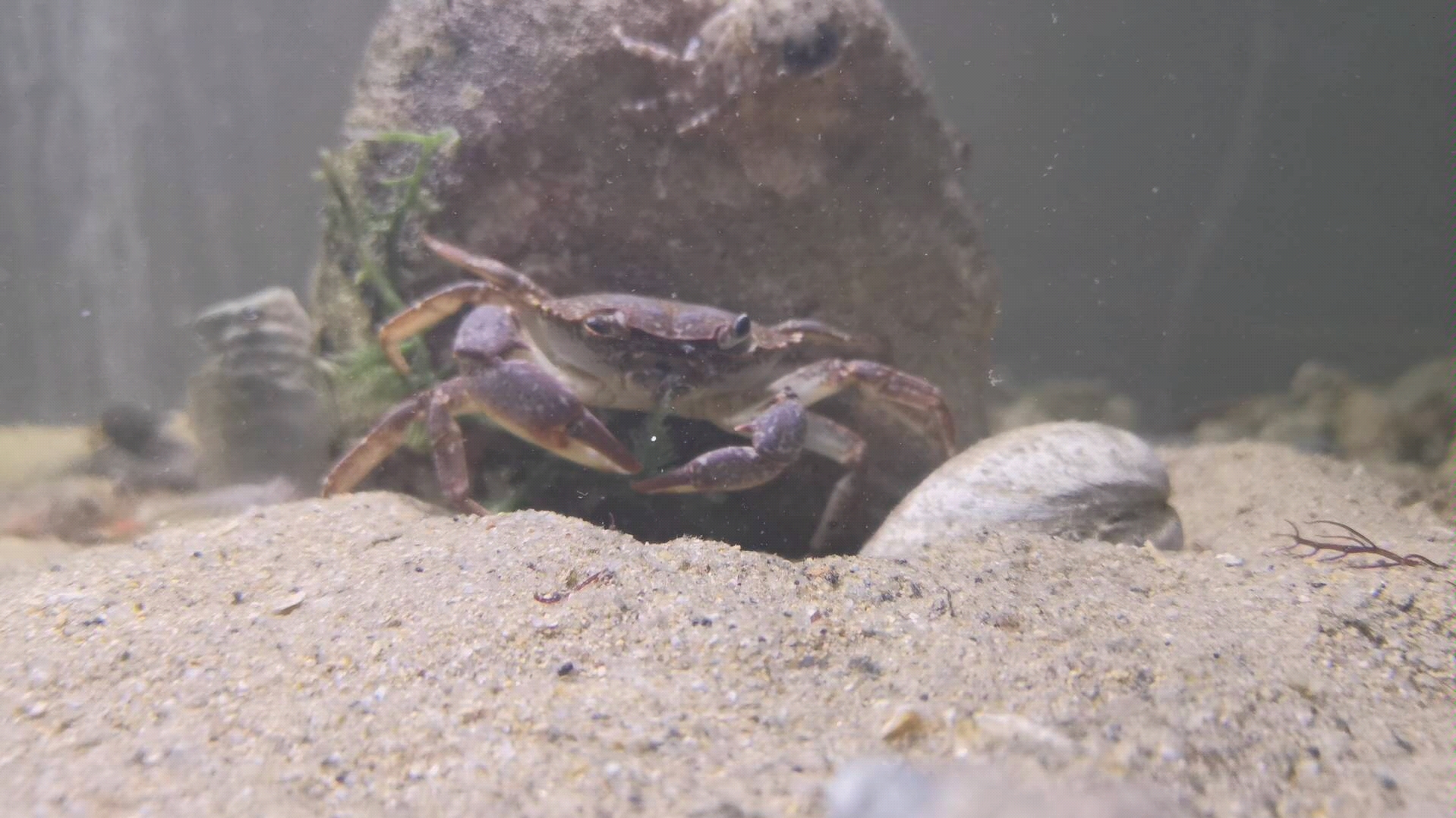 独眼锐刺拟溪蟹在海缸吃海草