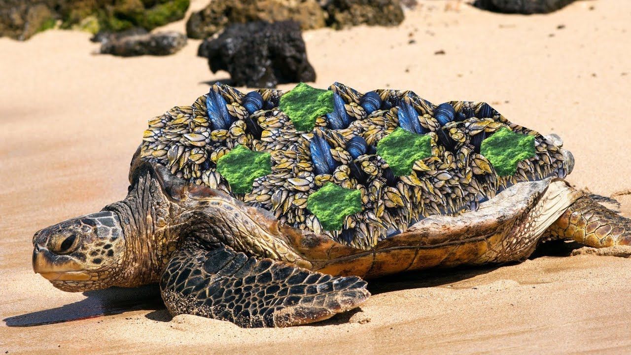 藤壶灭杀拯救龟龟大行动 49