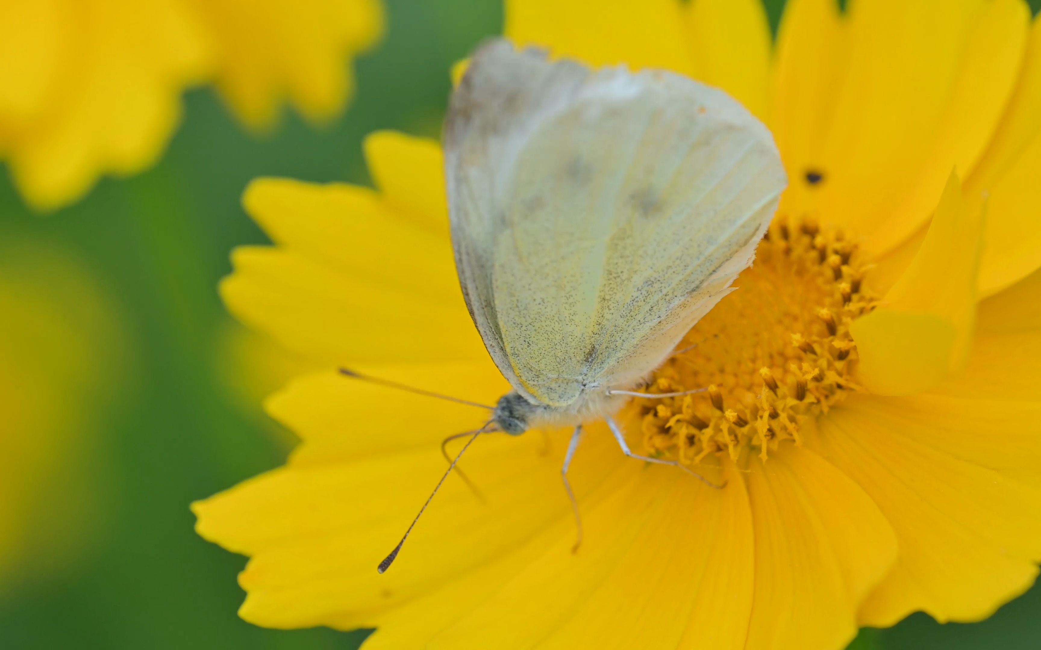 儿与蝴蝶-z30/z105mc/4k 30p/手持拍摄