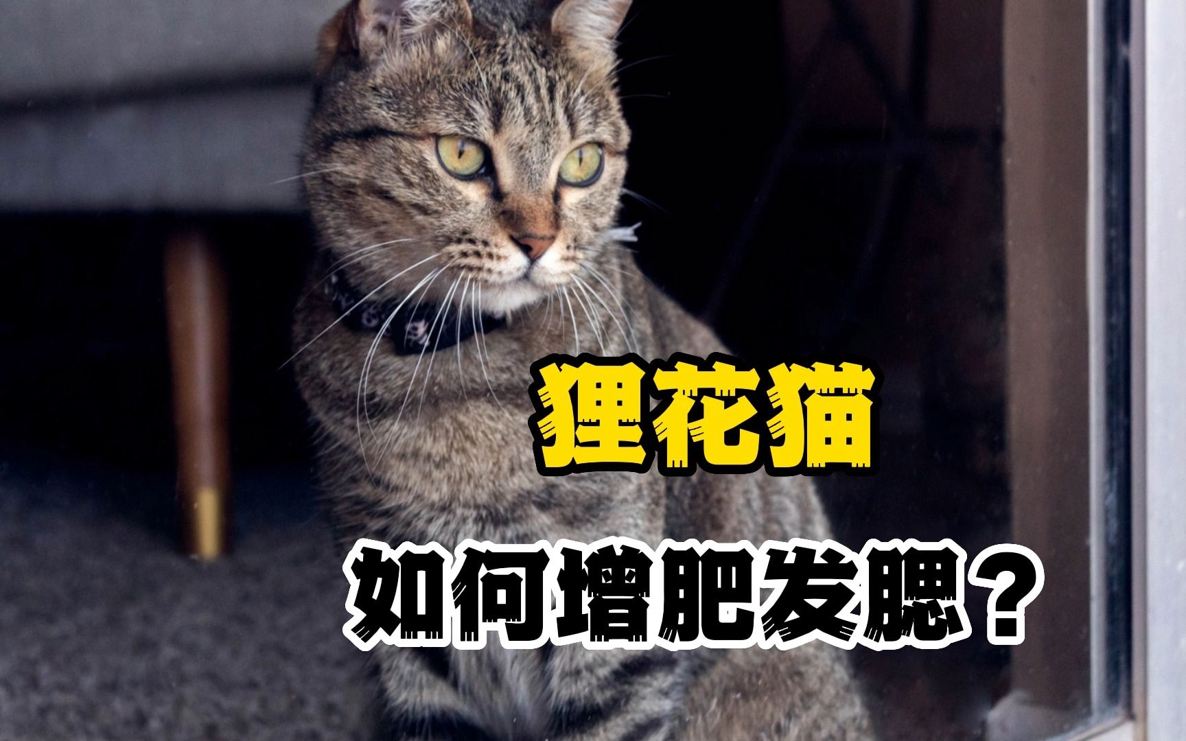 狸花猫吃什么有助于发腮?试试这几种“食物”哔哩哔哩bilibili