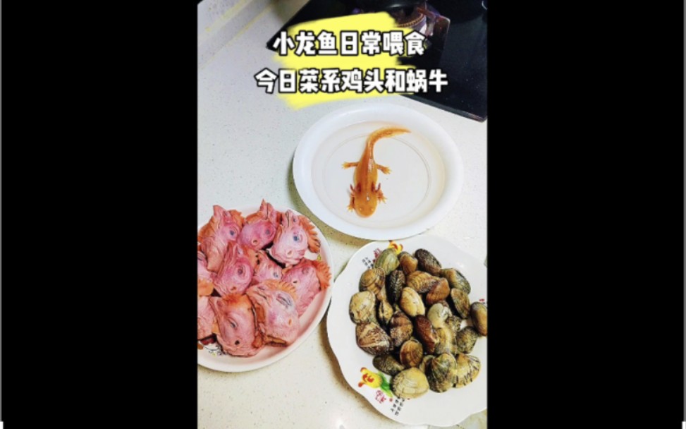 小龙鱼日常喂食哔哩哔哩bilibili