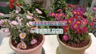 Download Video: 谁说菊花不能多季节开花的？那是品种没选对，我家菊花还能再开一个月到过年