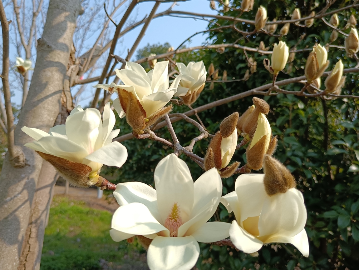 玉兰花花蕊像什么图片