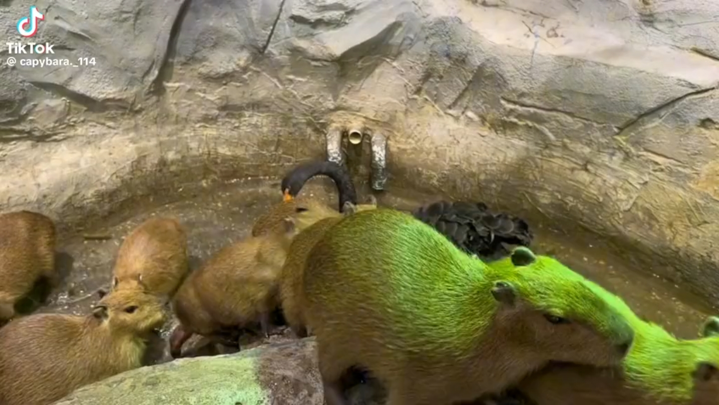 嚣张霸道黑天鹅欺负与人为善的豚豚,果然鹅霸!