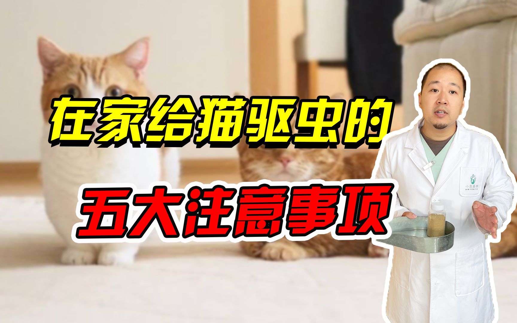 自己在家给猫咪驱虫,这几点千万要注意!哔哩哔哩bilibili