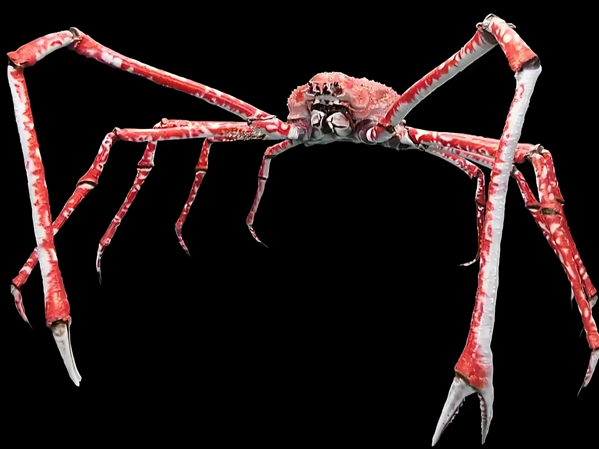 动物小游侠之动物小百科2:43.日本蜘蛛蟹