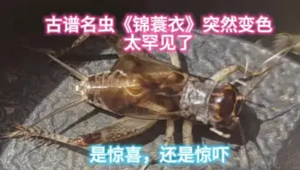 太罕见了，古谱名虫《锦蓑衣》，一夜变色，不知道是惊喜还是惊吓