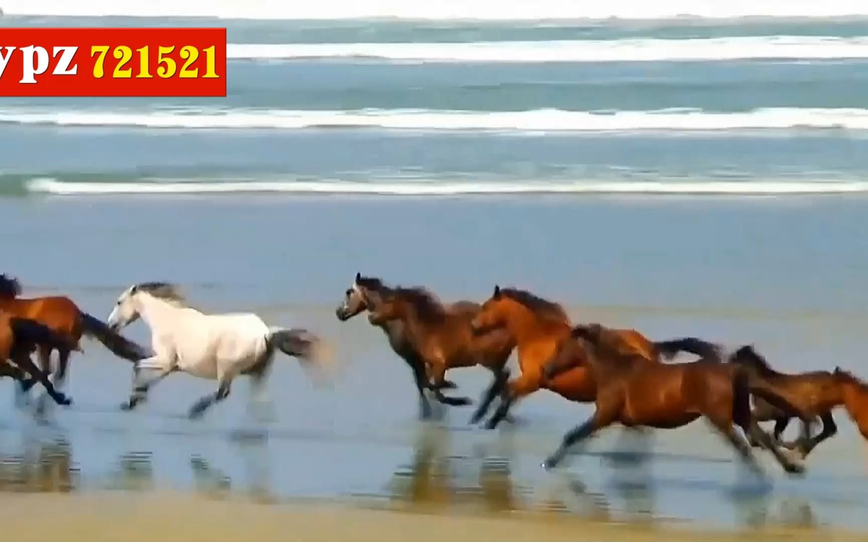 傲日格乐《白马》舞蹈背景 04草原马群 万马奔腾