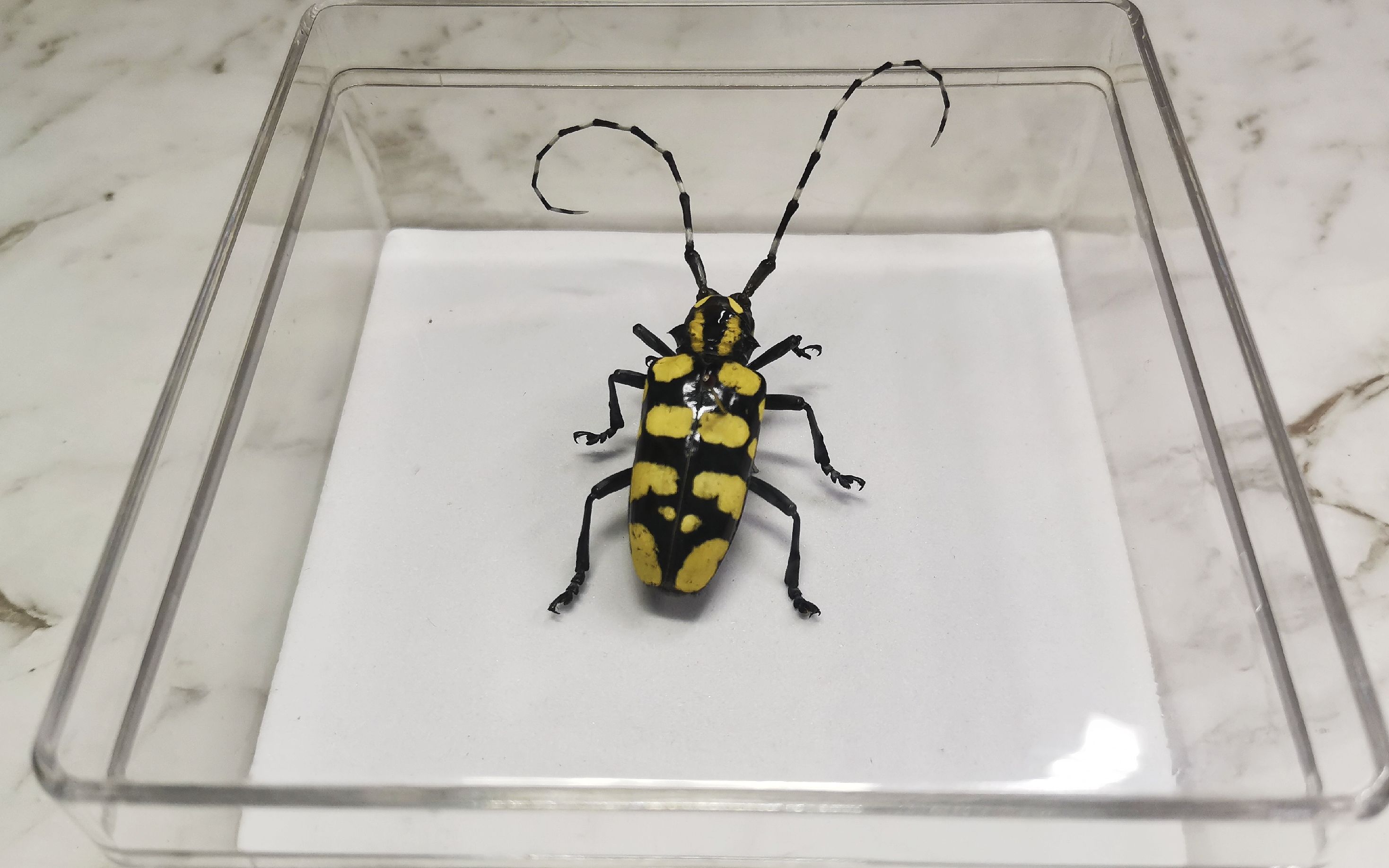 把美丽的天牛做成标本