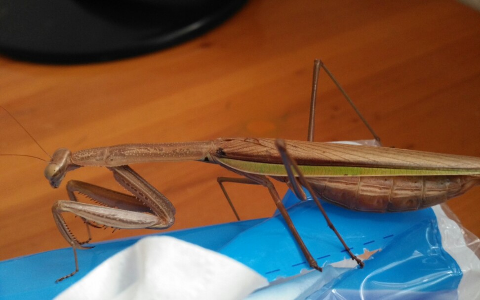 枯刀进食可怜的大青虫