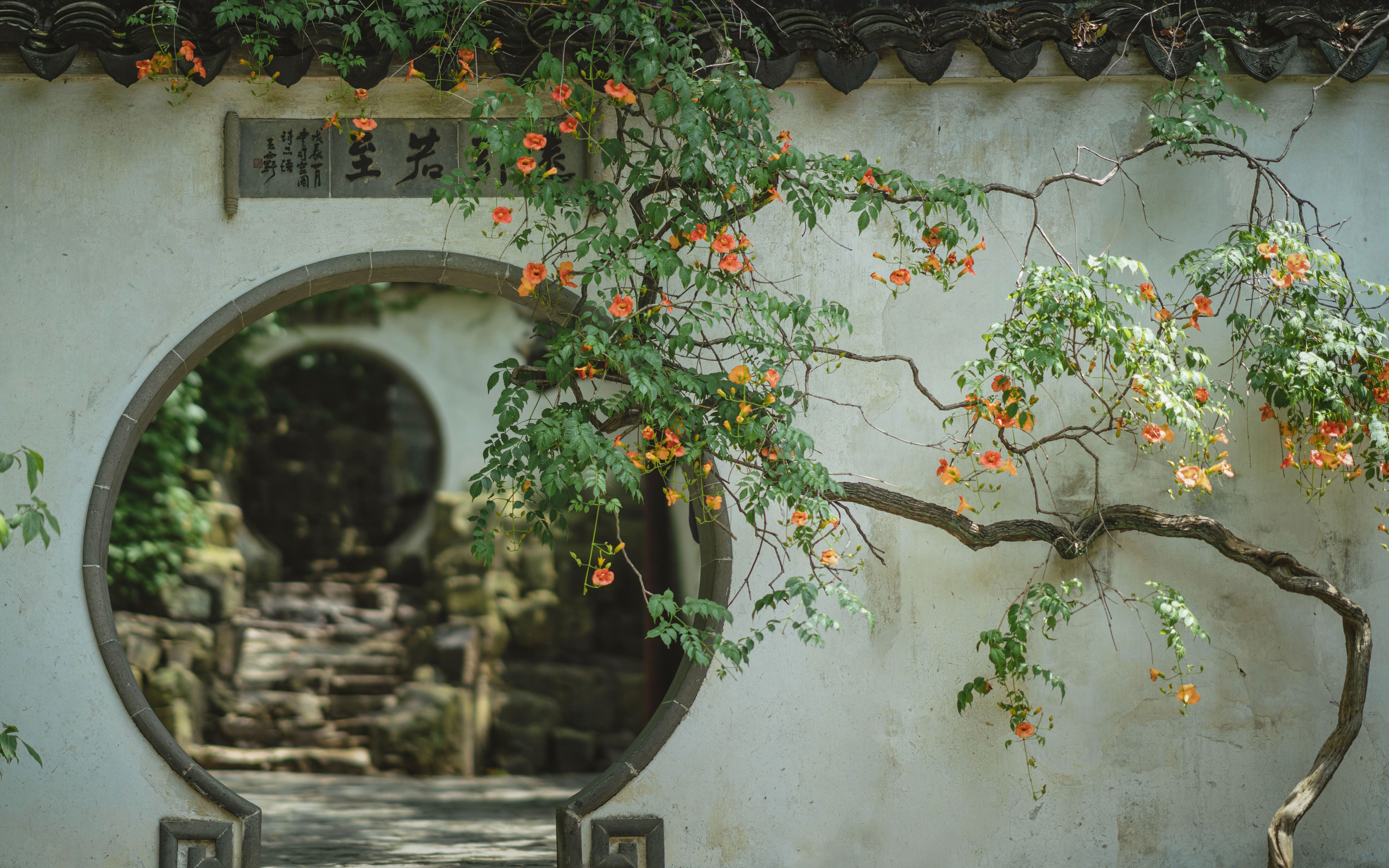 [图]坐卧花影里 | 诗词里的凌霄花