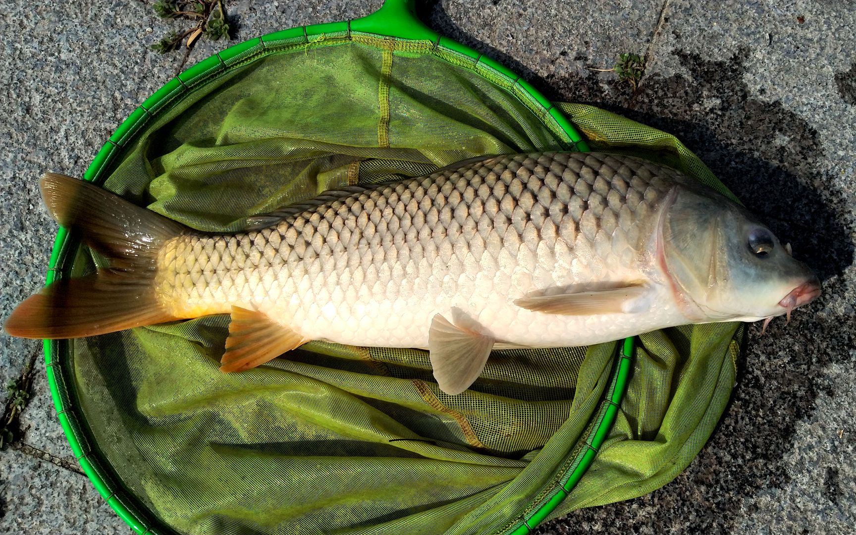 水库里半米多长的野生鲤鱼力道就是大,钓起来真过瘾!
