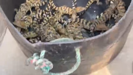 大量鳄鱼苗需要联系长江以南包活北方3月1以后包活