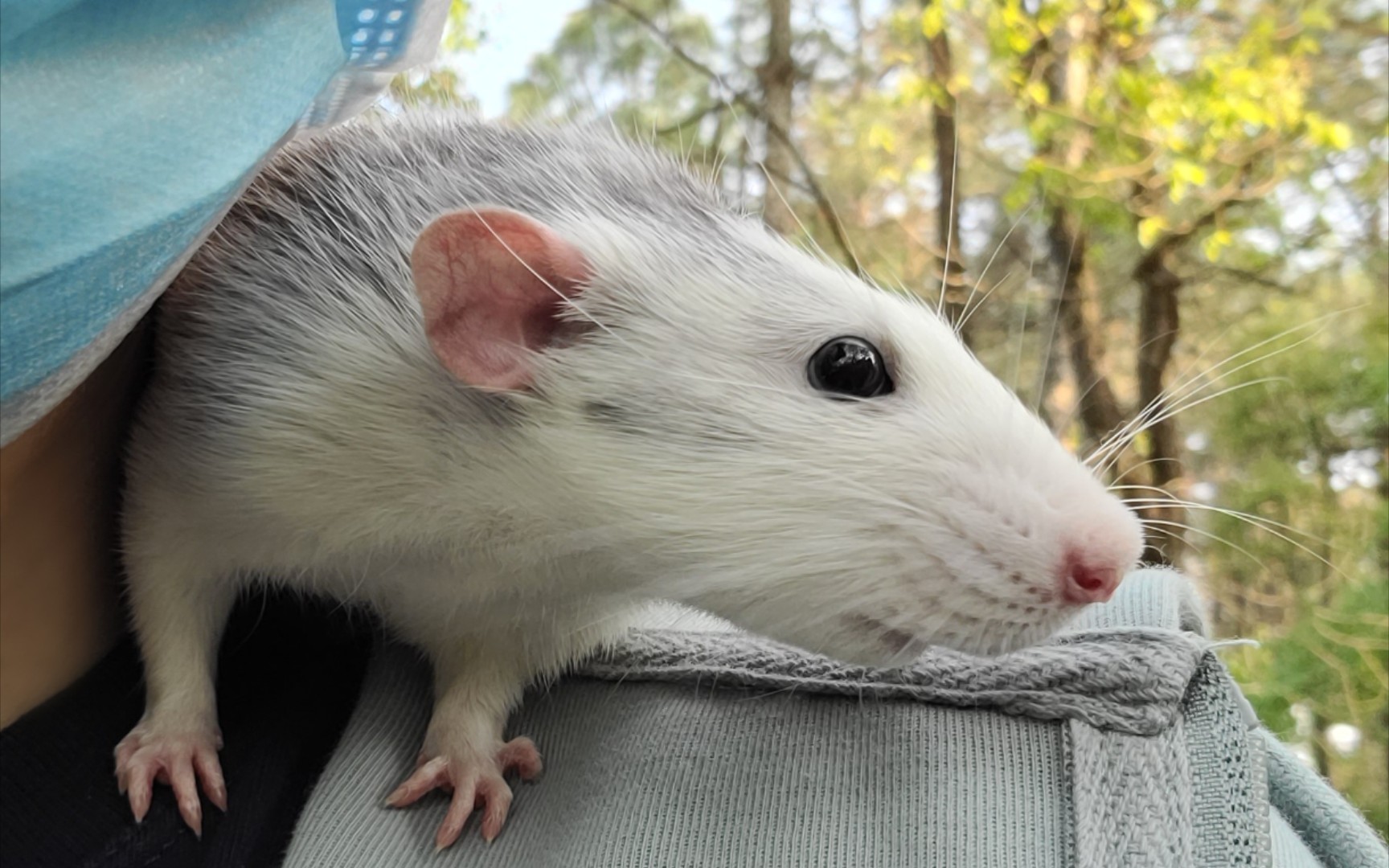 【花枝鼠】遛鼠记录_哔哩哔哩_bilibili