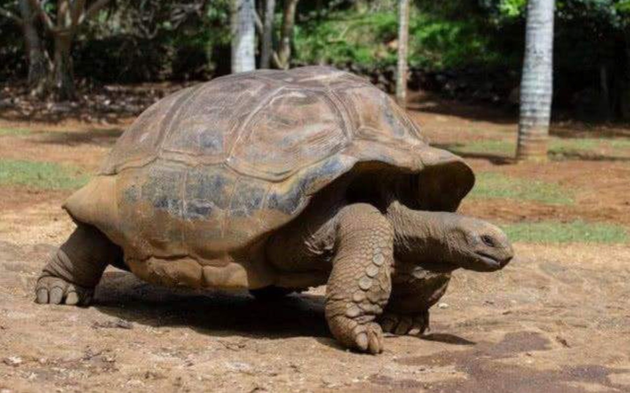 世界上最长寿的乌龟,乾隆年间出生活了256年,送走三代饲养员_哔哩哔哩