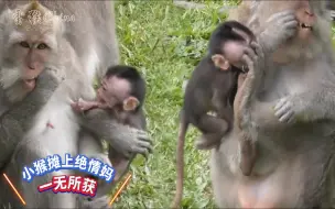 Video herunterladen: 小猴多次祈求要喝奶，却被绝情猴妈强行阻止，最终一无所获