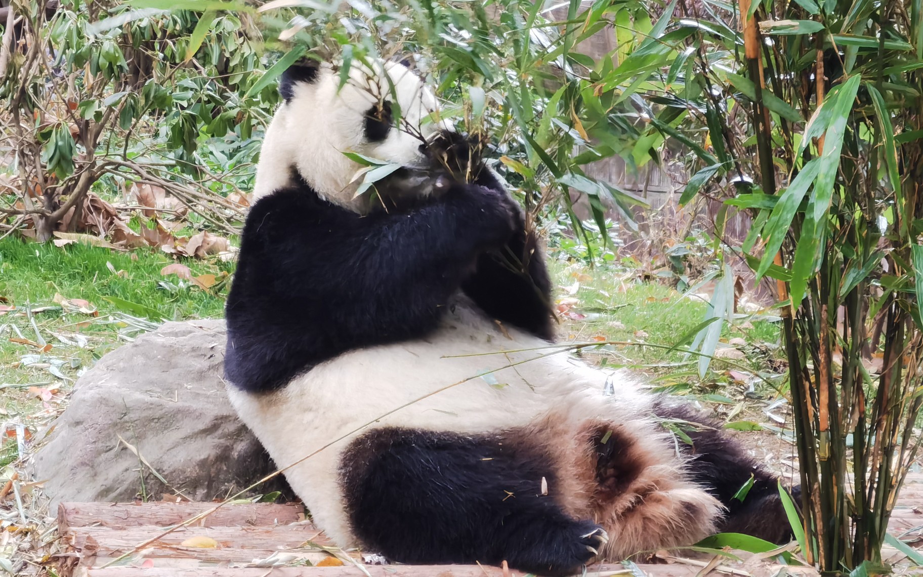 [熊猫爬树]爬不上去系列