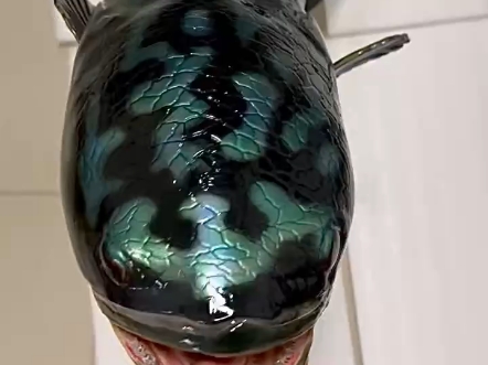 多曼鱼模型摆件