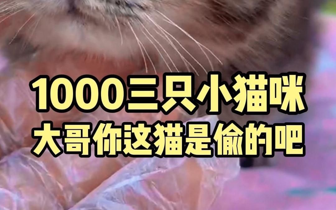 黑金渐层1000三只哔哩哔哩bilibili