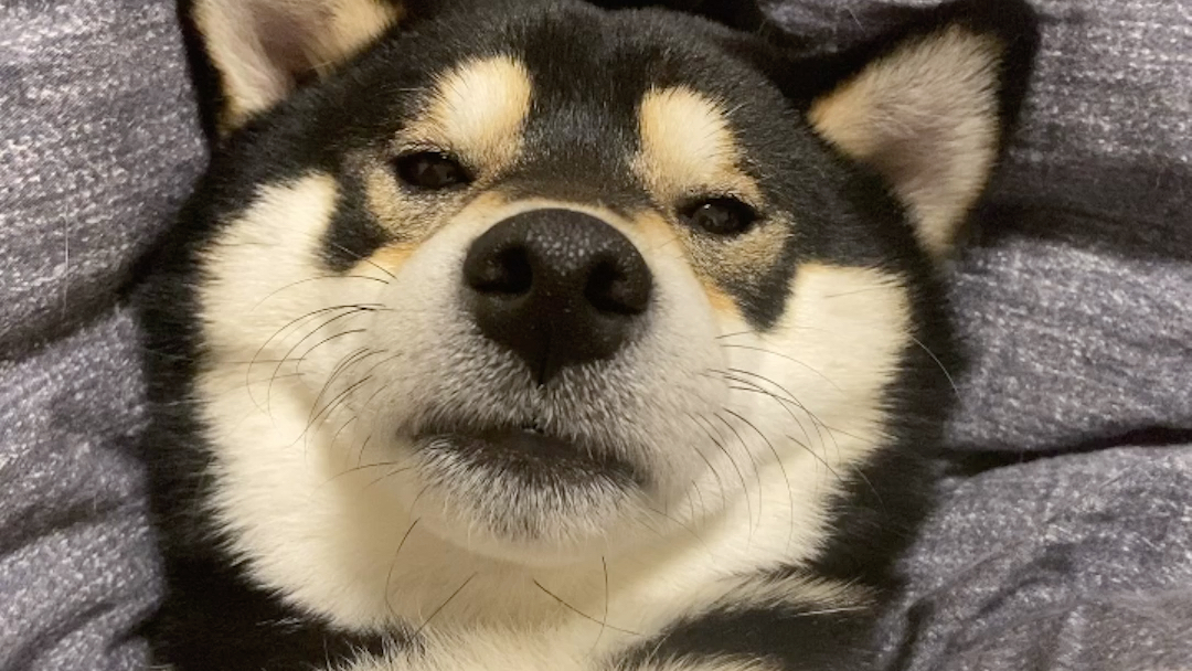 听话,夜深了,咱别玩手机了【柴犬kobe日常】_哔哩哔哩 (゜-゜)つロ