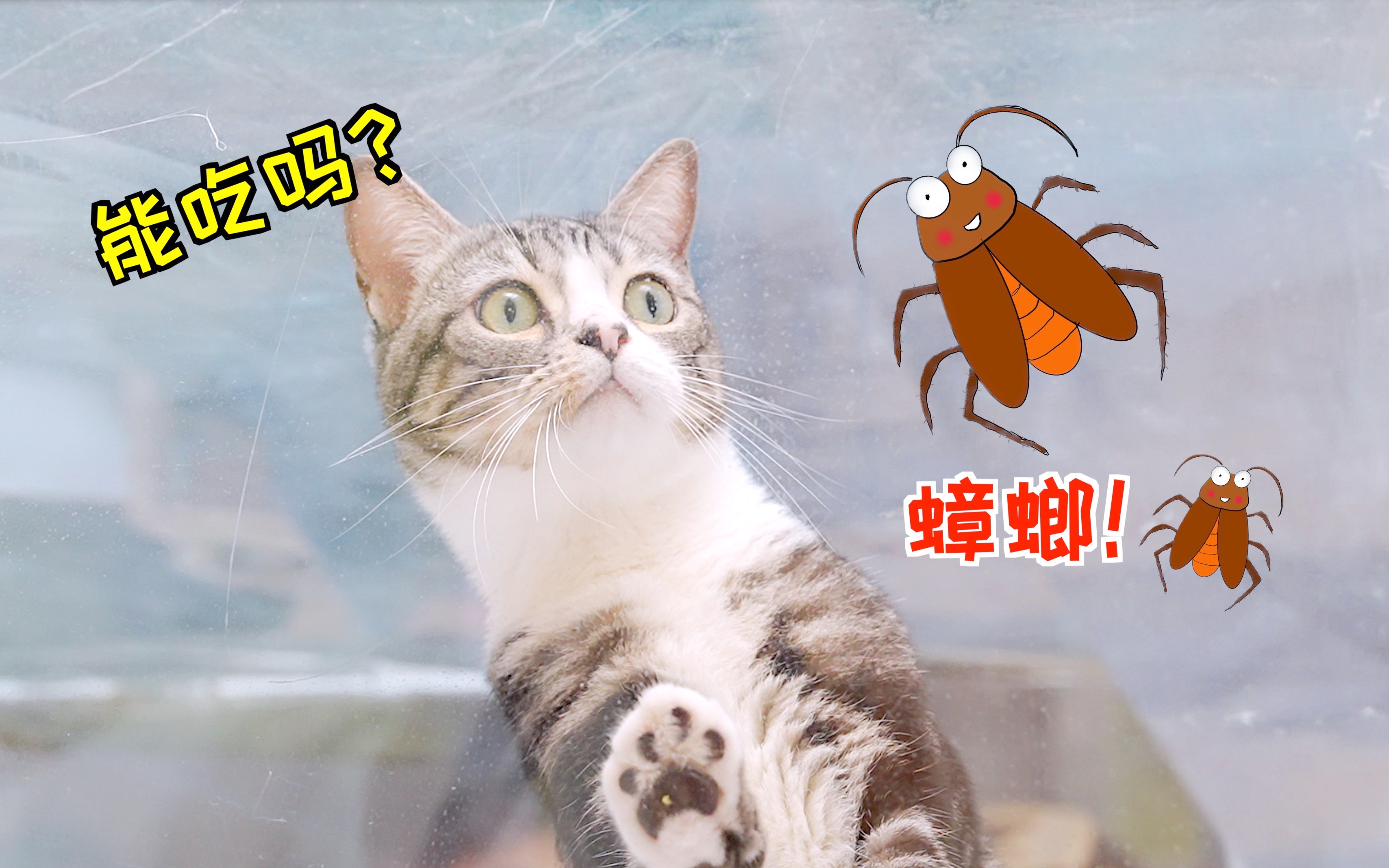 家里养猫怎么灭蟑螂？ - 知乎
