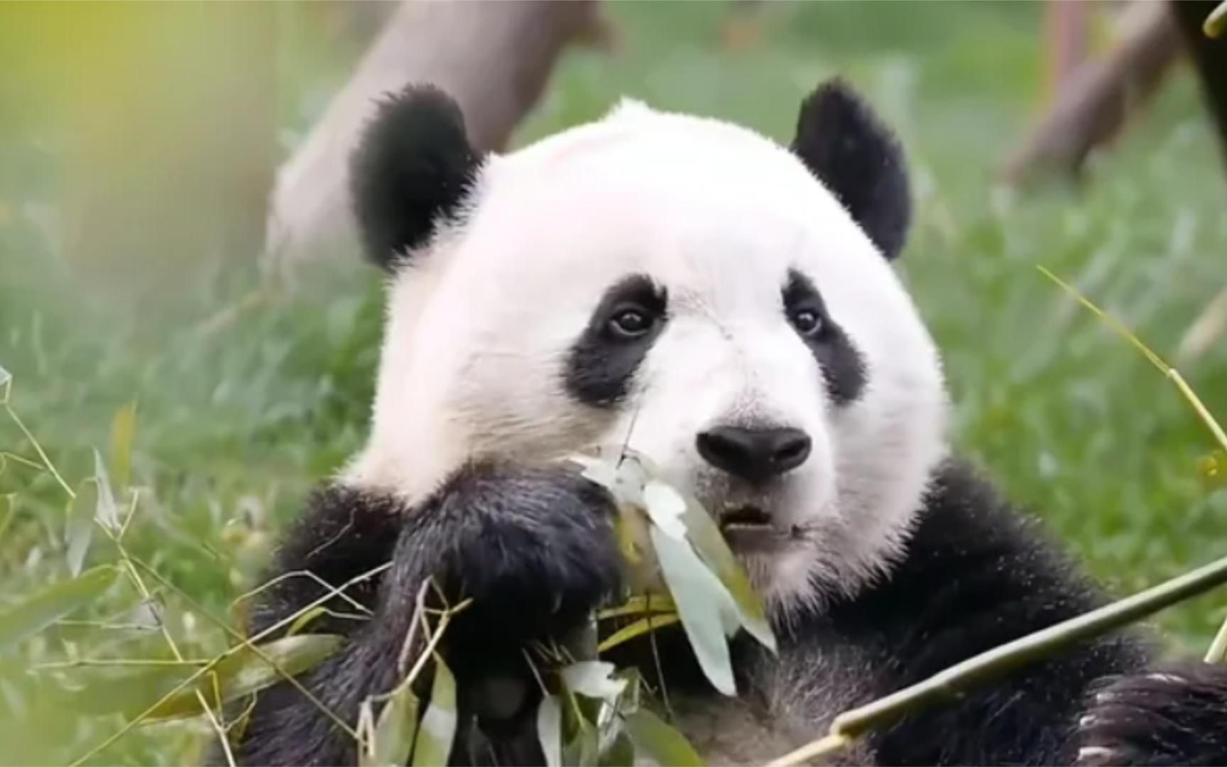 租借给荷兰的大熊猫火了,原以为是去旅游,没想到却是去“登基”哔哩哔哩bilibili