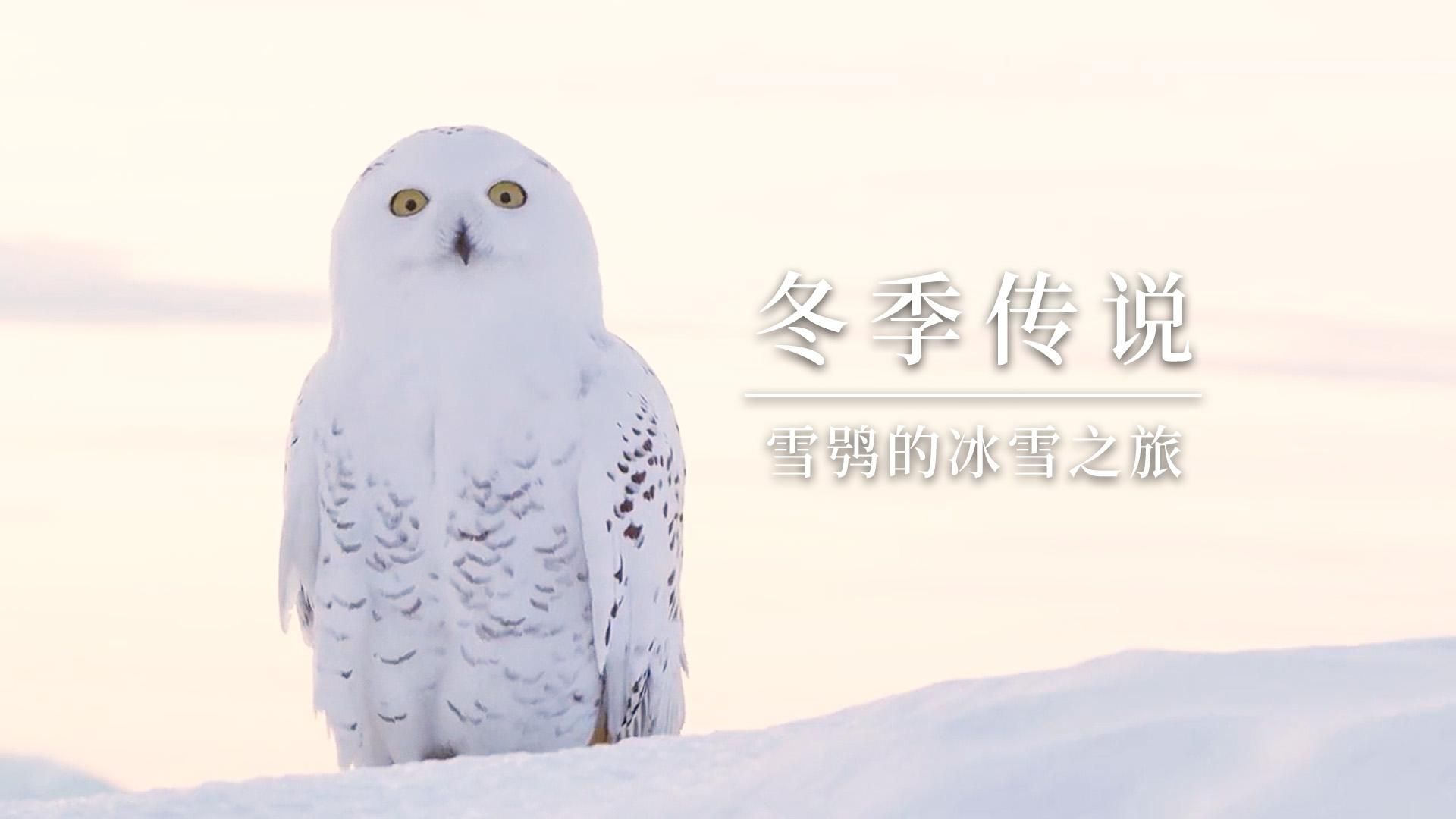 冰雪世界的故事——雪鸮的冬天生存日记哔哩哔哩bilibili