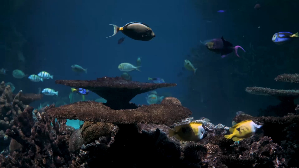 deep ocean #深海_哔哩哔哩_bilibili