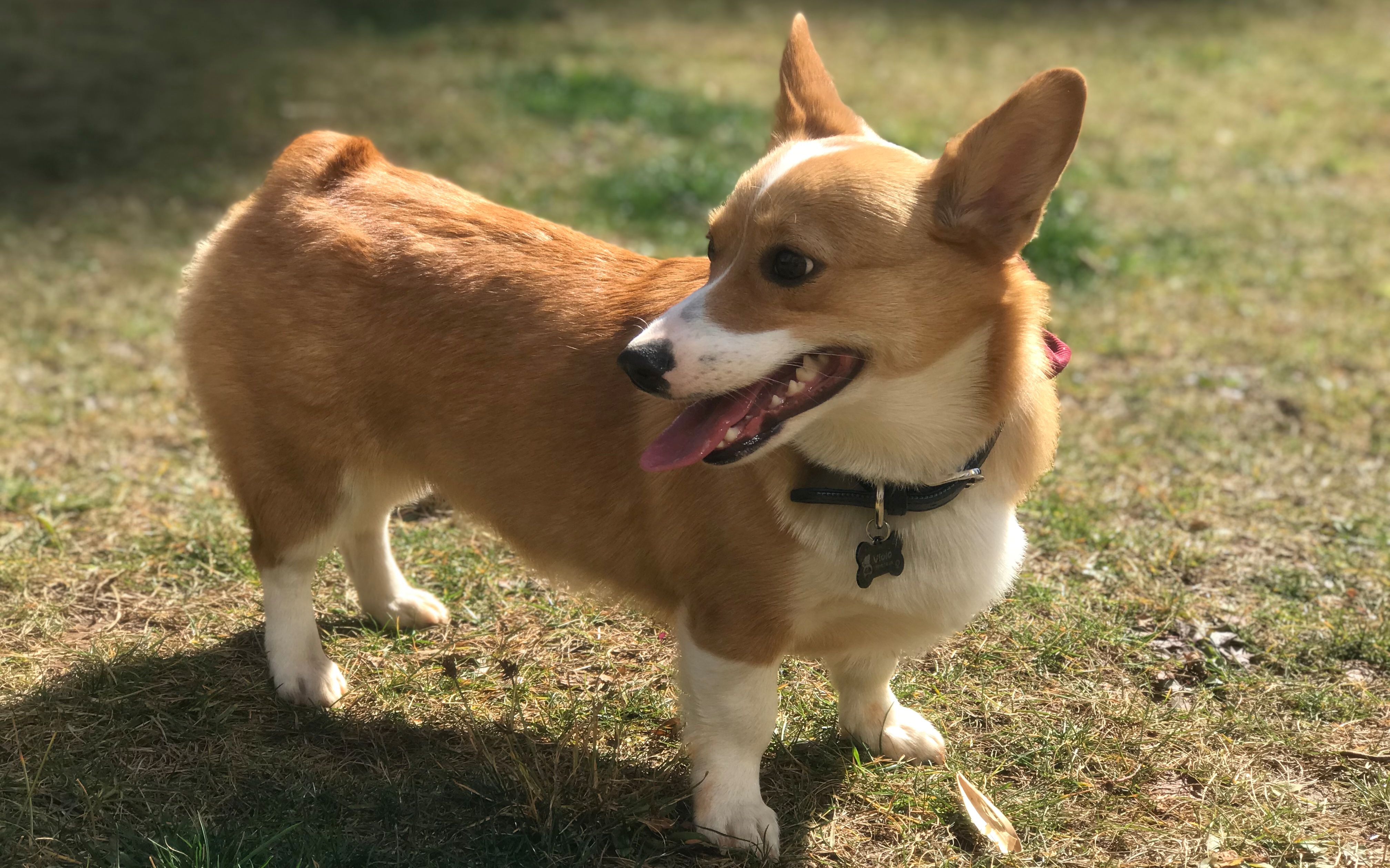 柯基肥pp能玩一天停不下来!把ju养那么瘦是我的锅