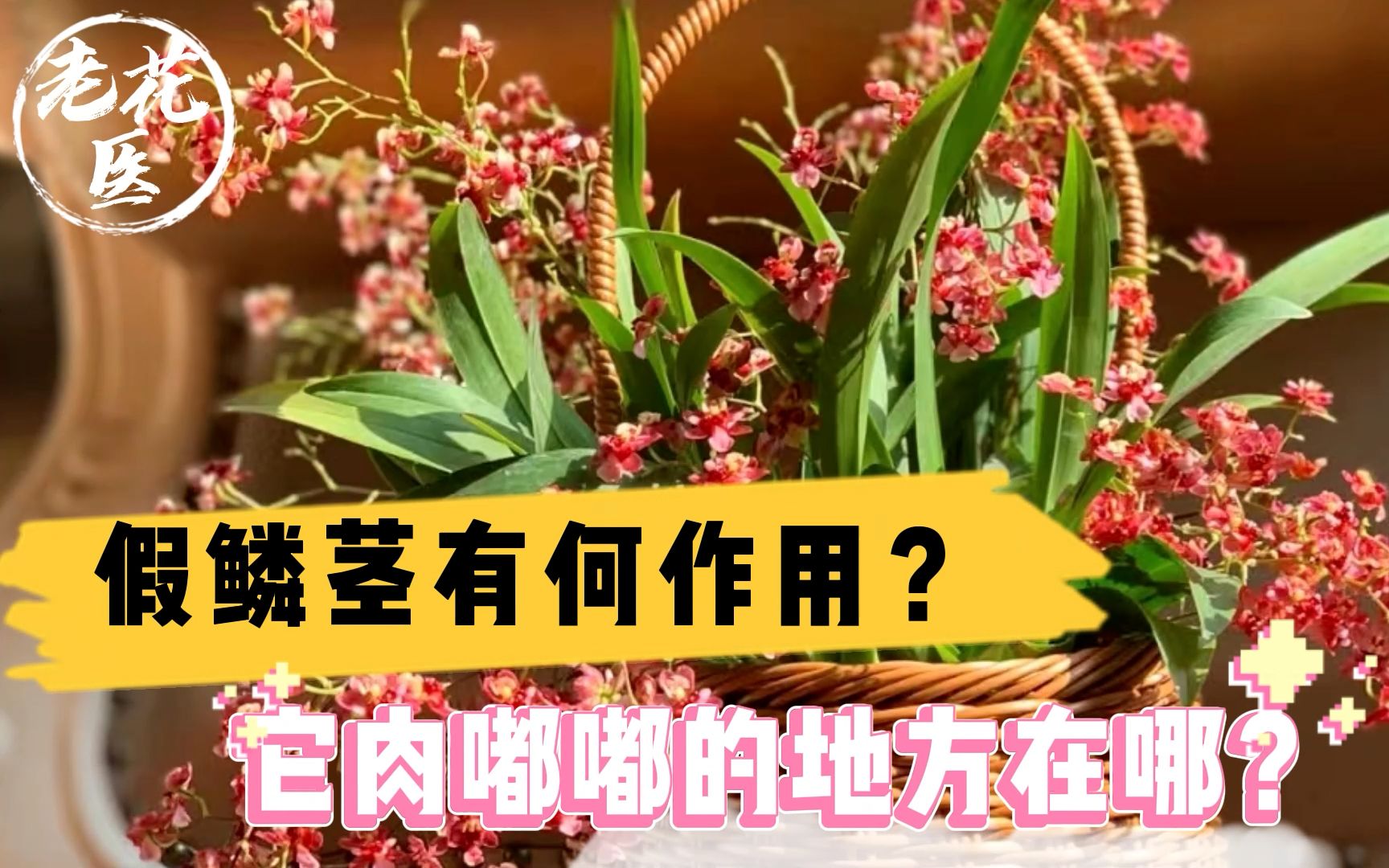 假鳞茎有何作用?它肉嘟嘟的地方在哪?文心兰养护教学!哔哩哔哩bilibili