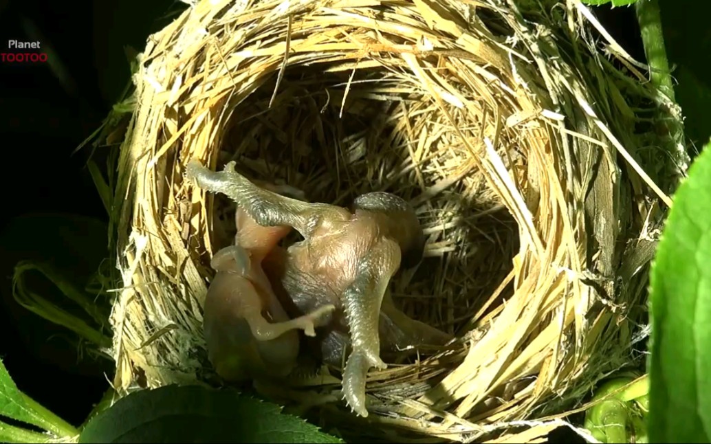 小时候听见的布谷鸟原来这么坏,心疼小麻雀._哔哩哔哩_bilibili