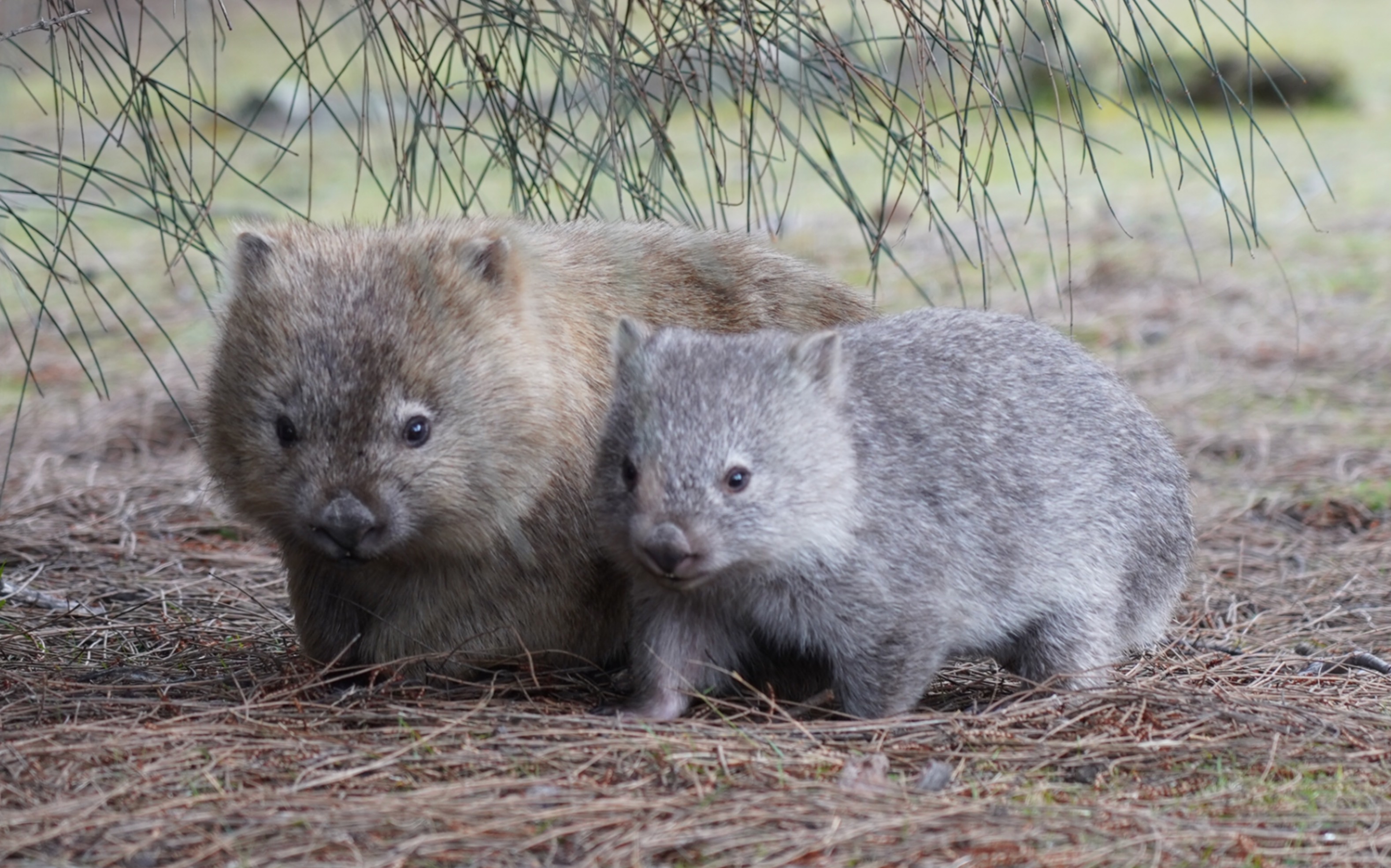 史诗级生物:双头贪食熊_哔哩哔哩_bilibili