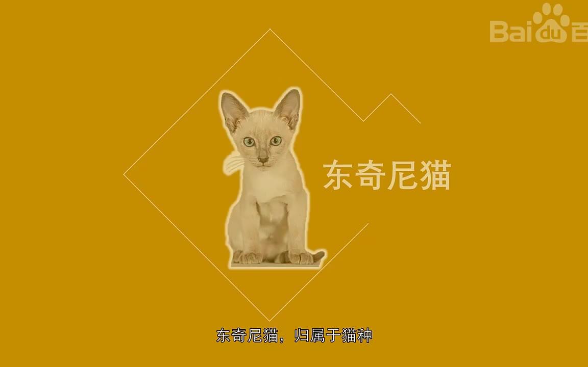 东奇尼猫百度百科哔哩哔哩bilibili