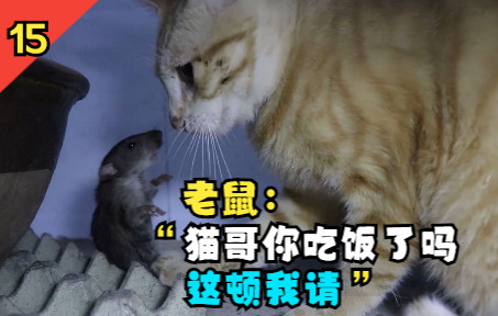 鼠鼠:遇见猫不要怕,大不了请它吃一顿哔哩哔哩bilibili