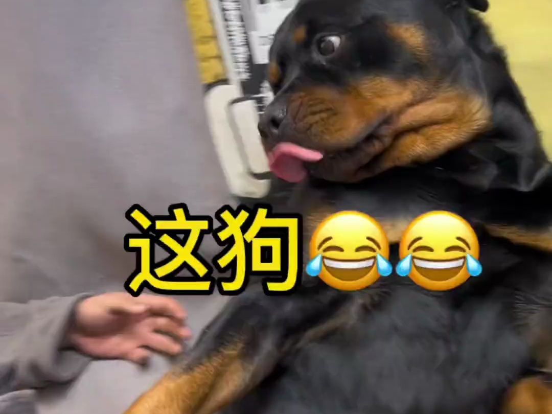 罗威纳护卫犬哔哩哔哩bilibili