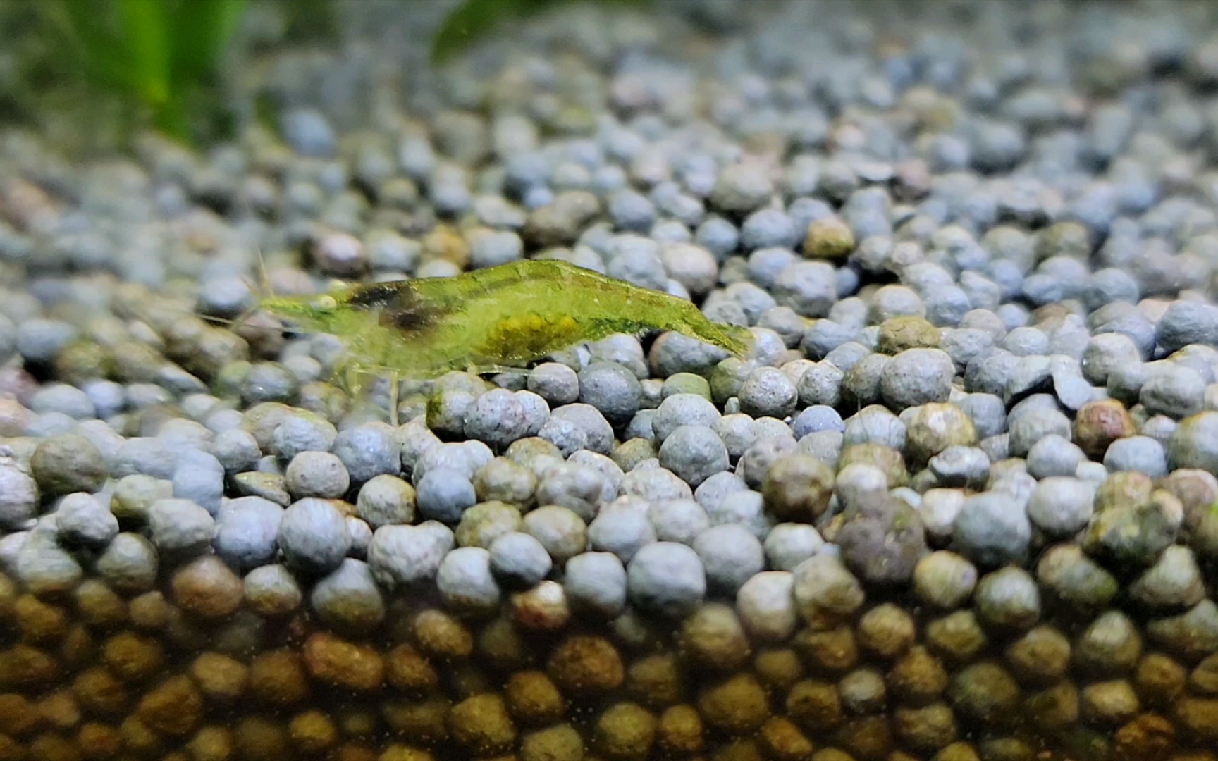 黑壳虾抱卵了,还发现一只超迷你的小虾