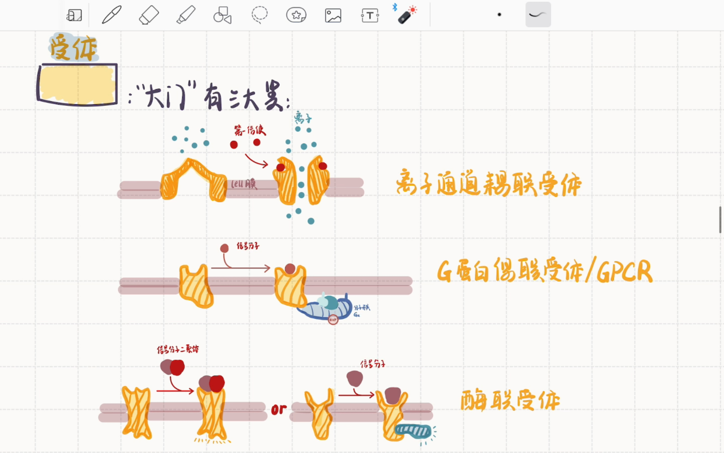 自用复盘:细胞表面受体的三种类型概述哔哩哔哩bilibili