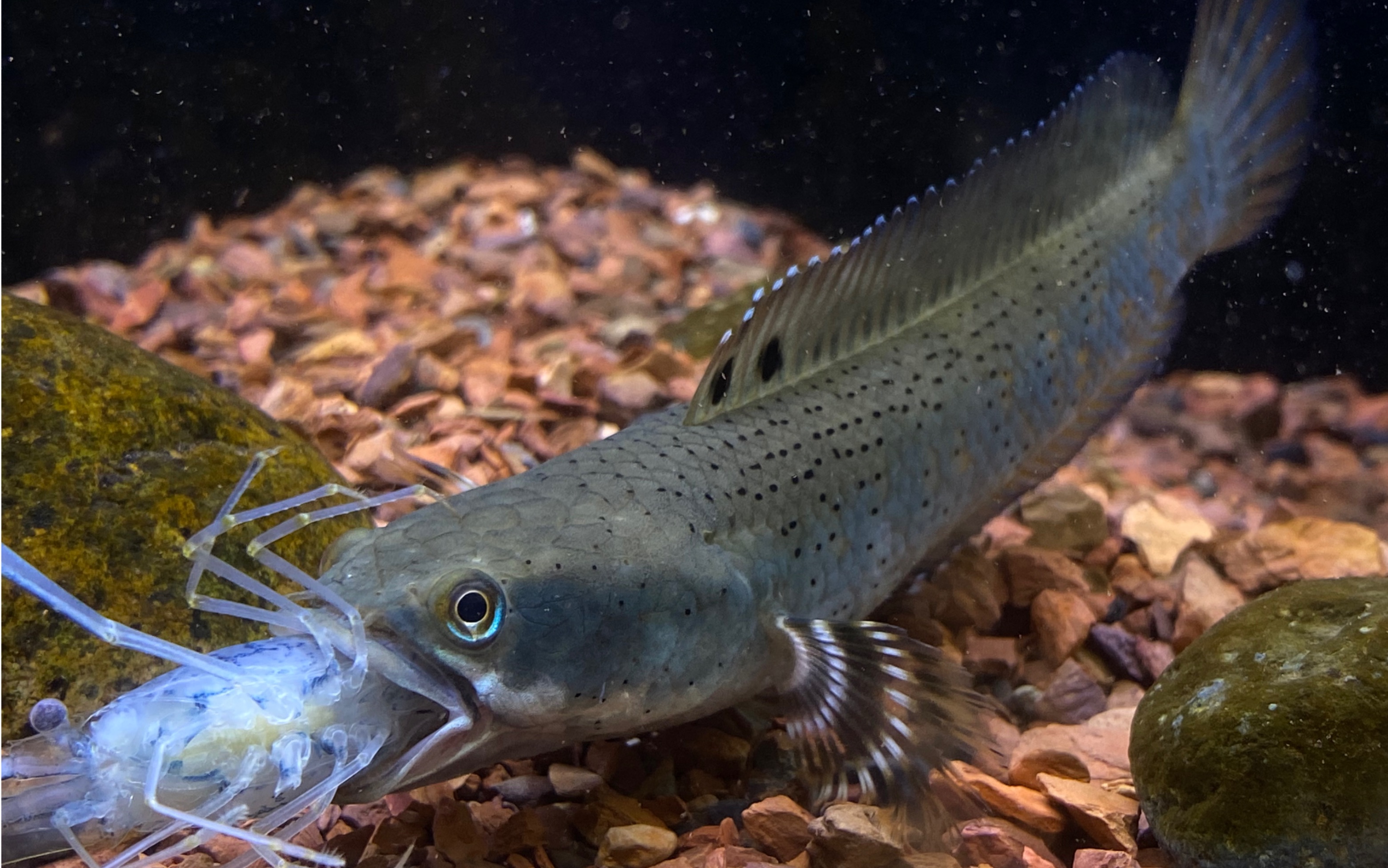 幻彩红宝石雷龙喂食活虾