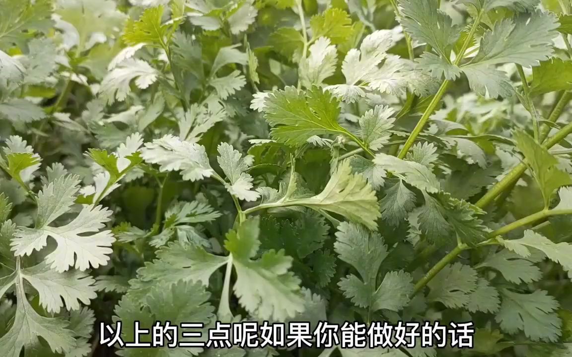 香菜苗细弱,简单的一种方法,香菜变粗,香味浓哔哩哔哩bilibili