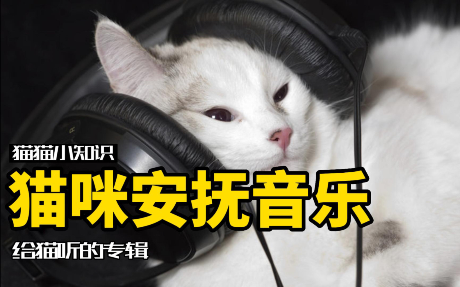 [图]放应激神曲，猫咪专属安抚音乐收藏起来